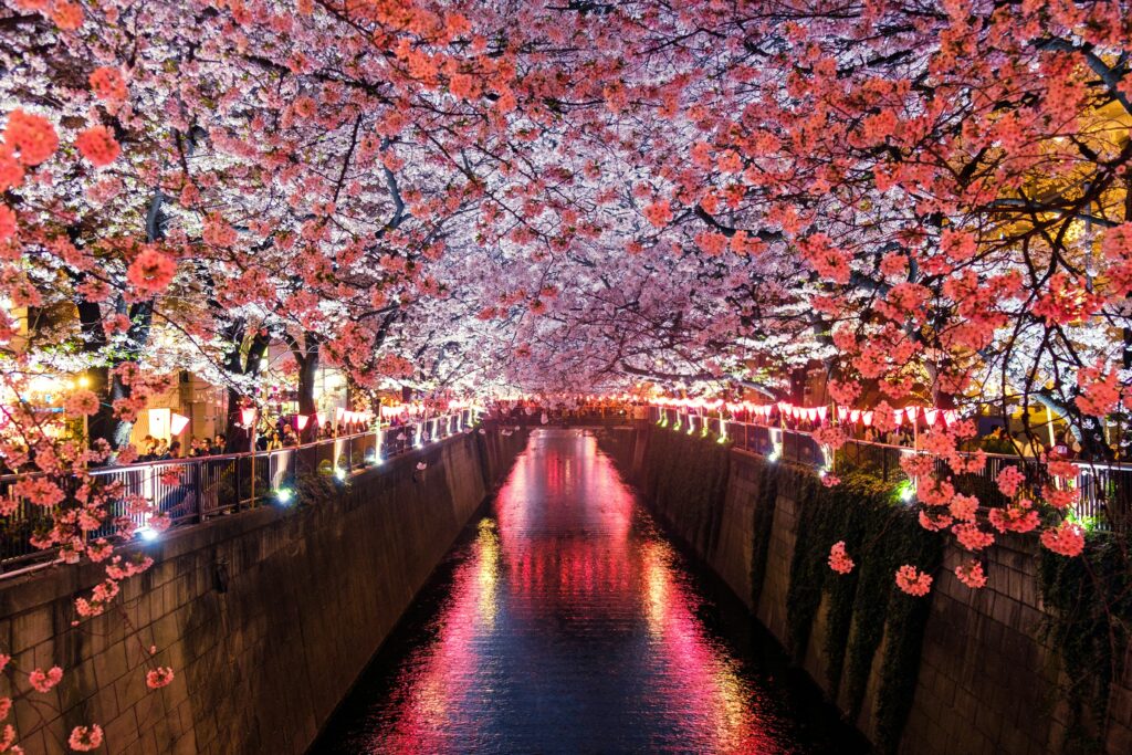 cherry blossoms in Japan are a must when thinking of a solo trip in the far East